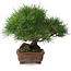 Pinus thunbergii, 23 cm, ± 30 jaar oud, met een nebari van 10 cm