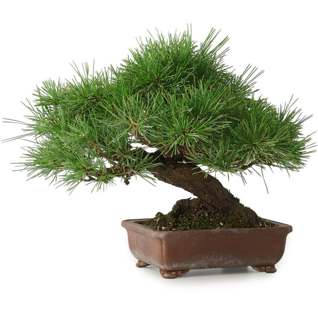 Pinus thunbergii, 23 cm, ± 30 anni, con un nebari di 10 cm