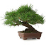 Pinus thunbergii, 23 cm, ± 30 jaar oud, met een nebari van 10 cm