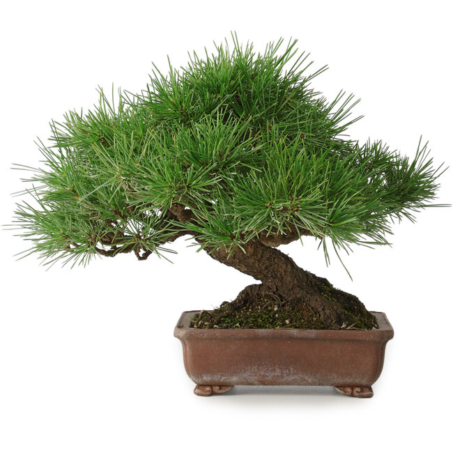 Pinus thunbergii, 23 cm, ± 30 years old, with a nebari of 10 cm