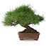 Pinus thunbergii, 23 cm, ± 30 jaar oud, met een nebari van 10 cm