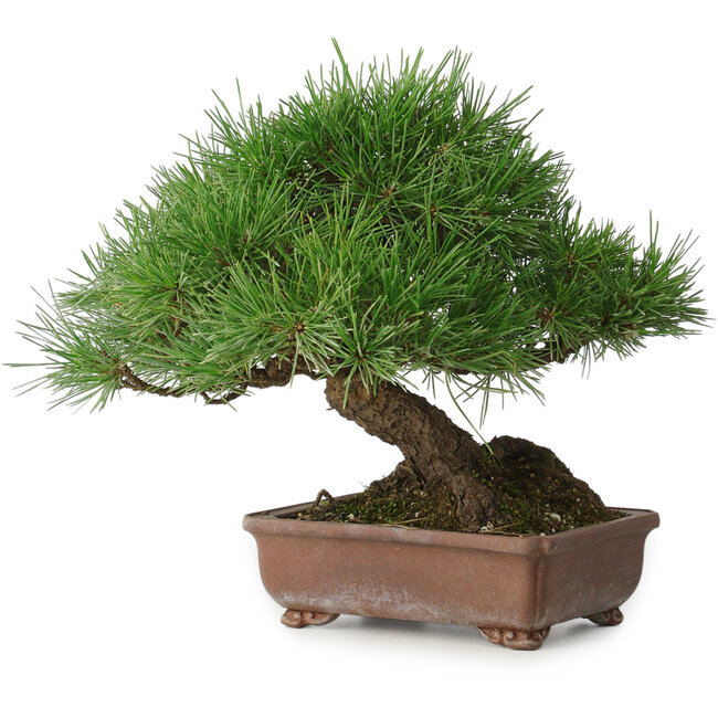 Pinus thunbergii, 23 cm, ± 30 Jahre alt, mit einem Nebari von 10 cm