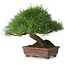 Pinus thunbergii, 23 cm, ± 30 años, con un nebari de 10 cm