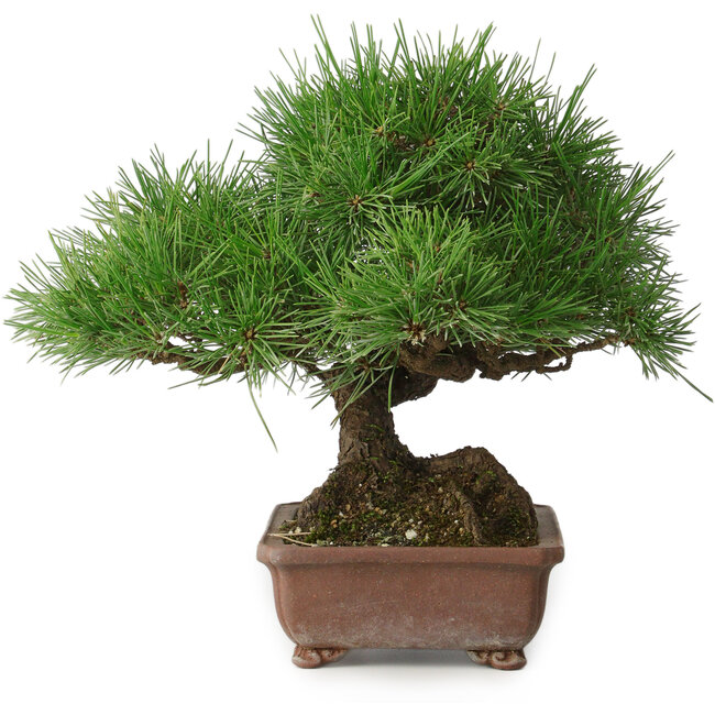 Pinus thunbergii, 23 cm, ± 30 años, con un nebari de 10 cm