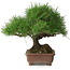 Pinus thunbergii, 23 cm, ± 30 years old, with a nebari of 10 cm
