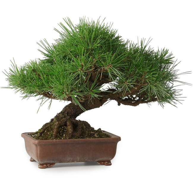 Pinus thunbergii, 23 cm, ± 30 años, con un nebari de 10 cm