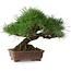 Pinus thunbergii, 23 cm, ± 30 años, con un nebari de 10 cm