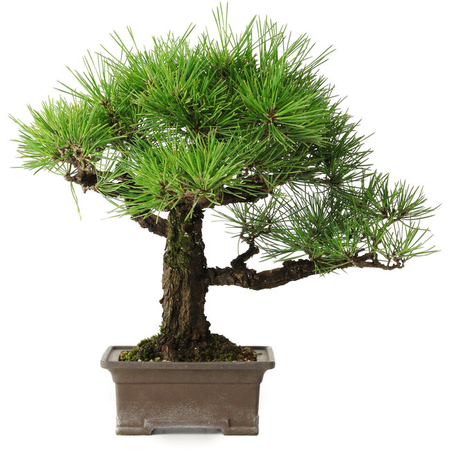 Pinus thunbergii, 27 cm, ± 30 jaar oud
