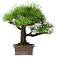 Pinus thunbergii, 27 cm, ± 30 years old