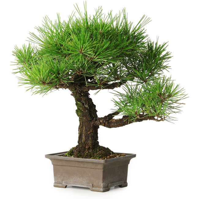 Pinus thunbergii, 27 cm, ± 30 years old