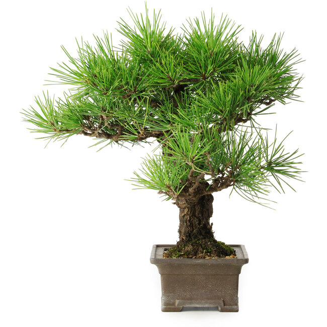 Pinus thunbergii, 27 cm, ± 30 ans
