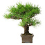 Pinus thunbergii, 27 cm, ± 30 ans