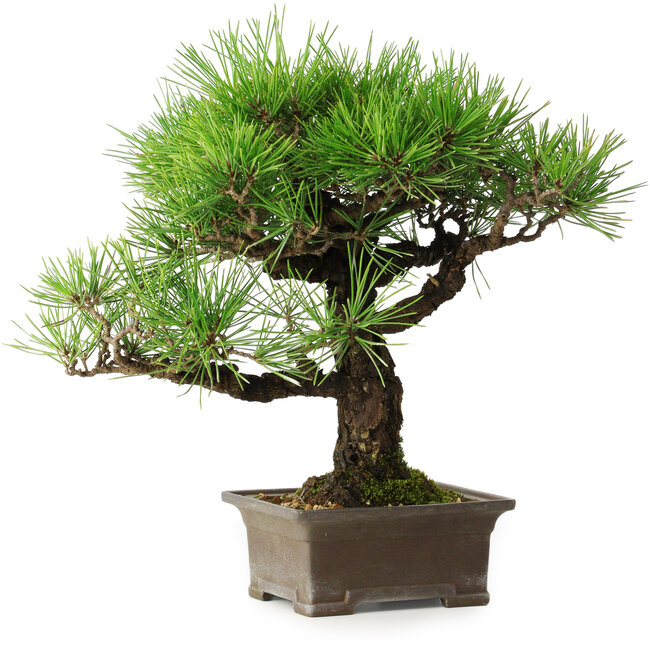 Pinus thunbergii, 27 cm, ± 30 ans