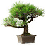 Pinus thunbergii, 27 cm, ± 30 years old
