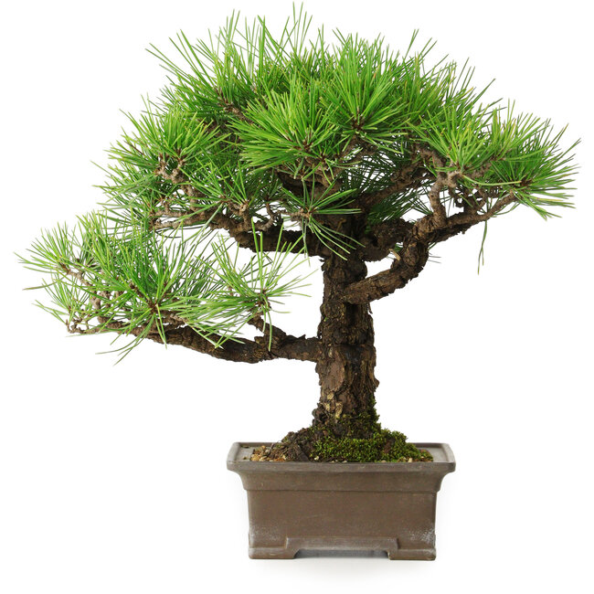 Pinus thunbergii, 27 cm, ± 30 jaar oud