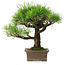 Pinus thunbergii, 27 cm, ± 30 jaar oud