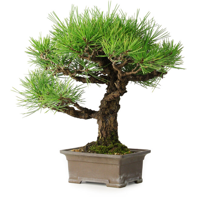 Pinus thunbergii, 27 cm, ± 30 ans