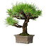 Pinus thunbergii, 27 cm, ± 30 years old