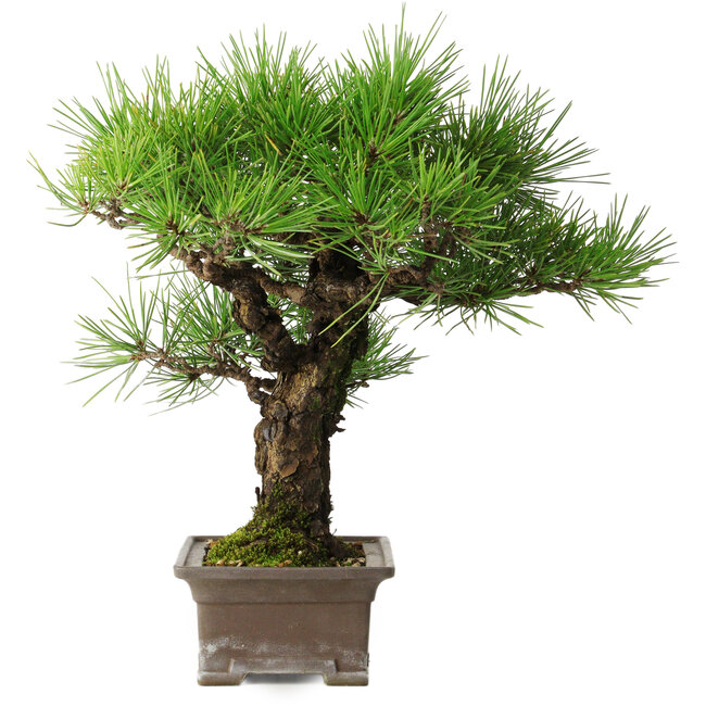 Pinus thunbergii, 27 cm, ± 30 ans