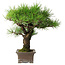 Pinus thunbergii, 27 cm, ± 30 ans