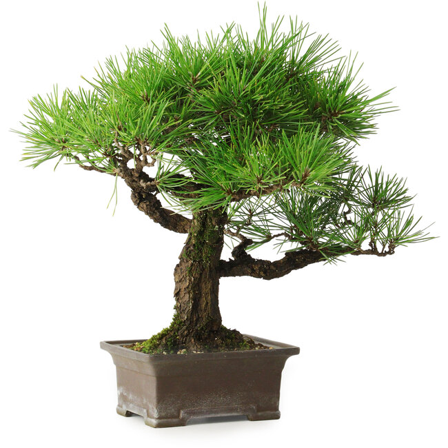 Pinus thunbergii, 27 cm, ± 30 ans