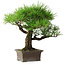 Pinus thunbergii, 27 cm, ± 30 ans
