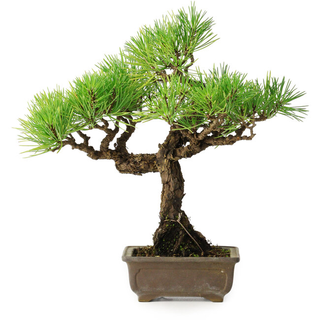 Pinus thunbergii, 26 cm, ± 30 ans, avec un nebari de 6 cm