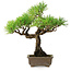 Pinus thunbergii, 26 cm, ± 30 anni, con un nebari di 6 cm