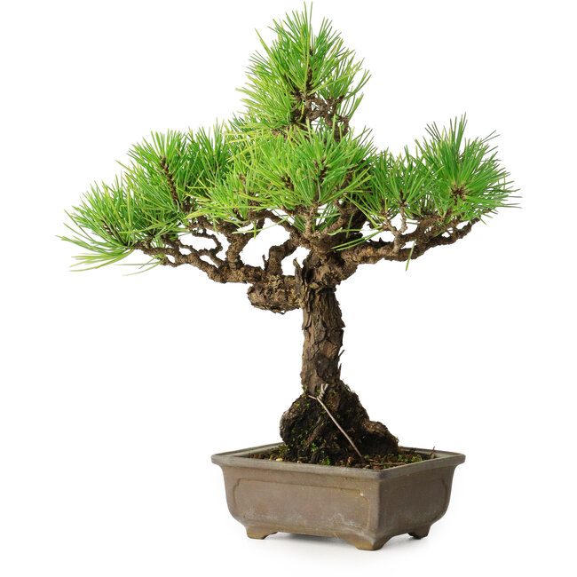 Pinus thunbergii, 26 cm, ± 30 years old, with a nebari of 6 cm