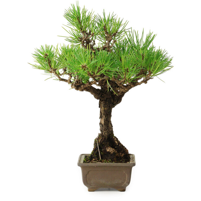 Pinus thunbergii, 26 cm, ± 30 ans, avec un nebari de 6 cm