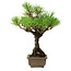 Pinus thunbergii, 26 cm, ± 30 anni, con un nebari di 6 cm