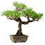 Pinus thunbergii, 26 cm, ± 30 anni, con un nebari di 6 cm