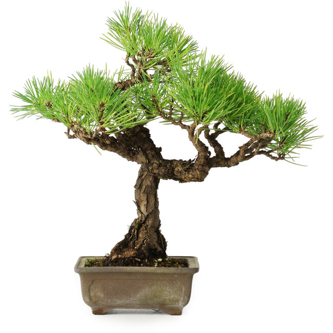 Pinus thunbergii, 26 cm, ± 30 ans, avec un nebari de 6 cm