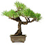 Pinus thunbergii, 26 cm, ± 30 años, con un nebari de 6 cm