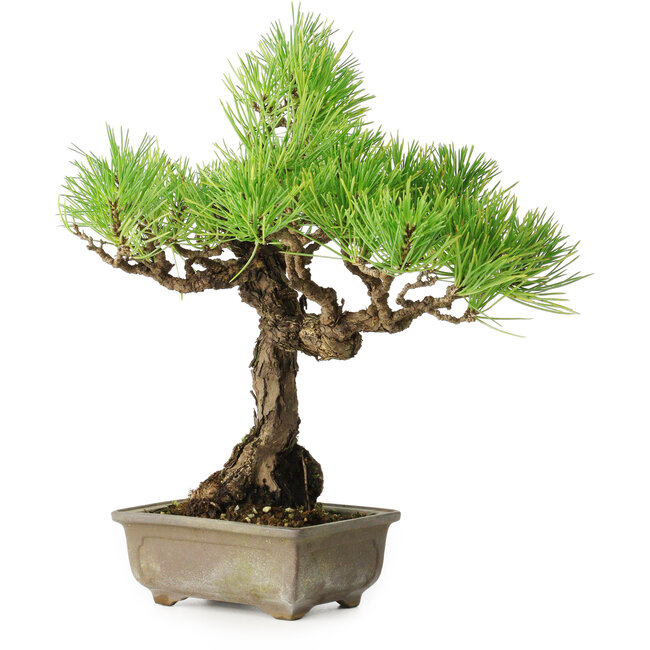 Pinus thunbergii, 26 cm, ± 30 Jahre alt, mit einem Nebari von 6 cm