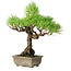 Pinus thunbergii, 26 cm, ± 30 jaar oud, met een nebari van 6 cm
