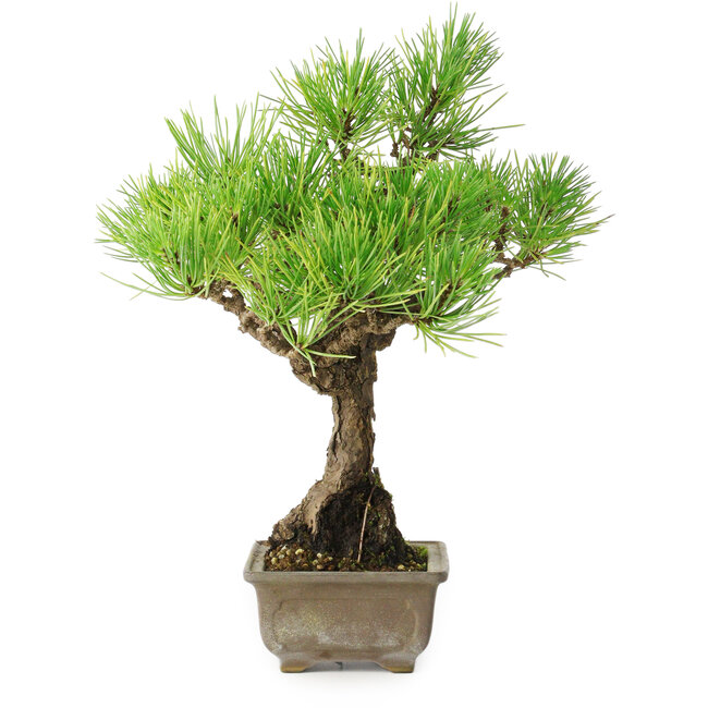 Pinus thunbergii, 26 cm, ± 30 anni, con un nebari di 6 cm