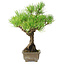 Pinus thunbergii, 26 cm, ± 30 anni, con un nebari di 6 cm