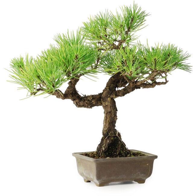 Pinus thunbergii, 26 cm, ± 30 años, con un nebari de 6 cm