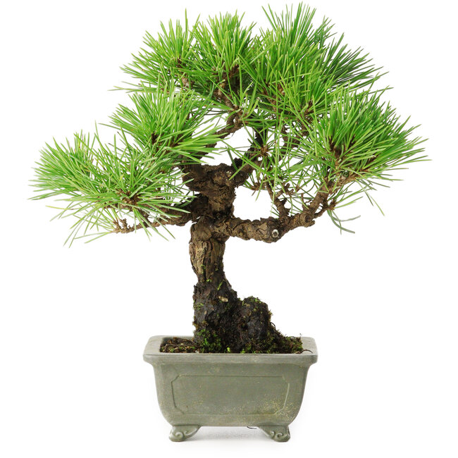 Pinus thunbergii, 21 cm, ± 30 Jahre alt, mit einem Nebari von 6 cm