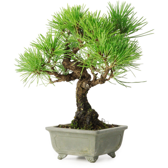Pinus thunbergii, 21 cm, ± 30 jaar oud, met een nebari van 6 cm
