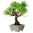 Pinus thunbergii, 21 cm, ± 30 anni, con un nebari di 6 cm