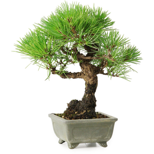 Pinus thunbergii, 21 cm, ± 30 ans, avec un nebari de 6 cm