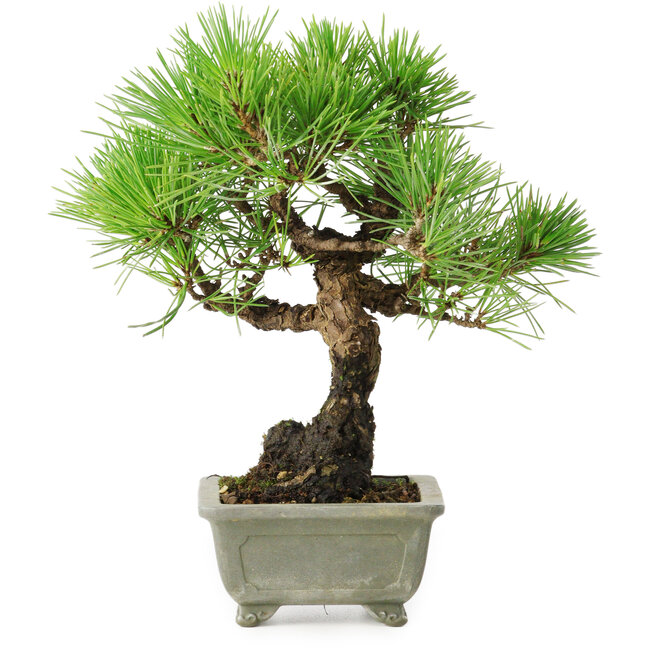 Pinus thunbergii, 21 cm, ± 30 ans, avec un nebari de 6 cm