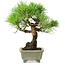 Pinus thunbergii, 21 cm, ± 30 años, con un nebari de 6 cm