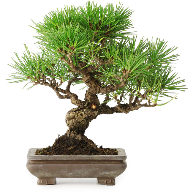 Pinus thunbergii, 22 cm, ± 30 anni, con un nebari di 6 cm