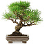Pinus thunbergii, 22 cm, ± 30 years old, with a nebari of 6 cm
