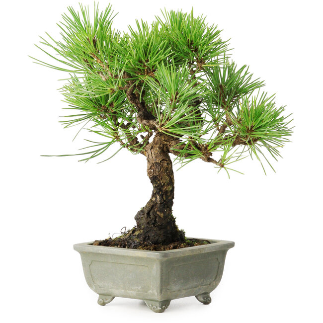 Pinus thunbergii, 21 cm, ± 30 años, con un nebari de 6 cm