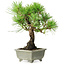 Pinus thunbergii, 21 cm, ± 30 anni, con un nebari di 6 cm