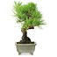 Pinus thunbergii, 21 cm, ± 30 ans, avec un nebari de 6 cm